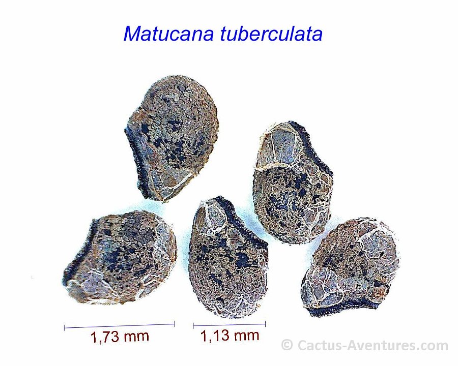 Matucana tuberculata